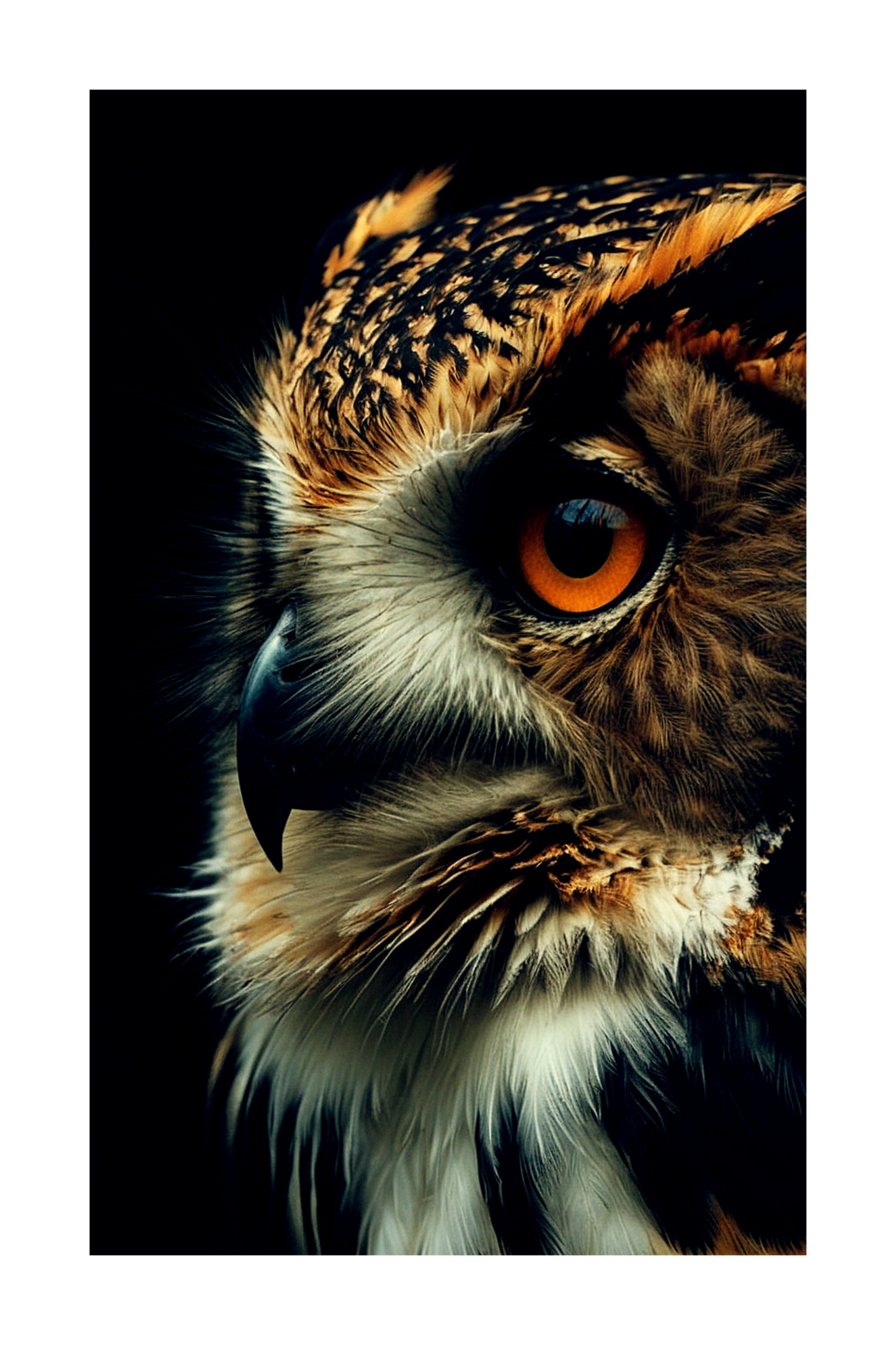 Freigestellte Eule im Close-Up als Poster Motiv