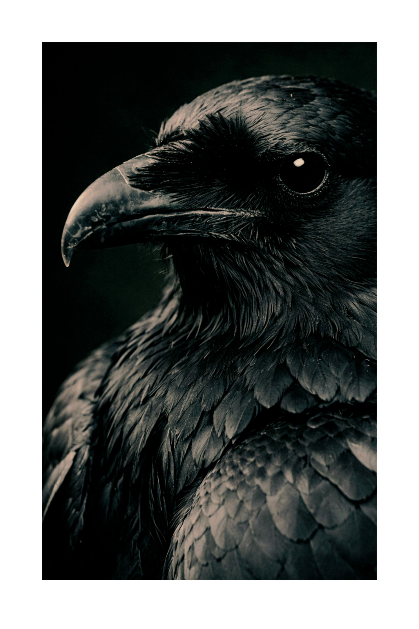 Freigestelltes Dark Fantasy Poster-Motiv eines schwarzen Raben in Nahaufnahme mit realistischer Federstruktur und klarer Lichtführung – ideal für flexible Wandkunst-Visualisierungen