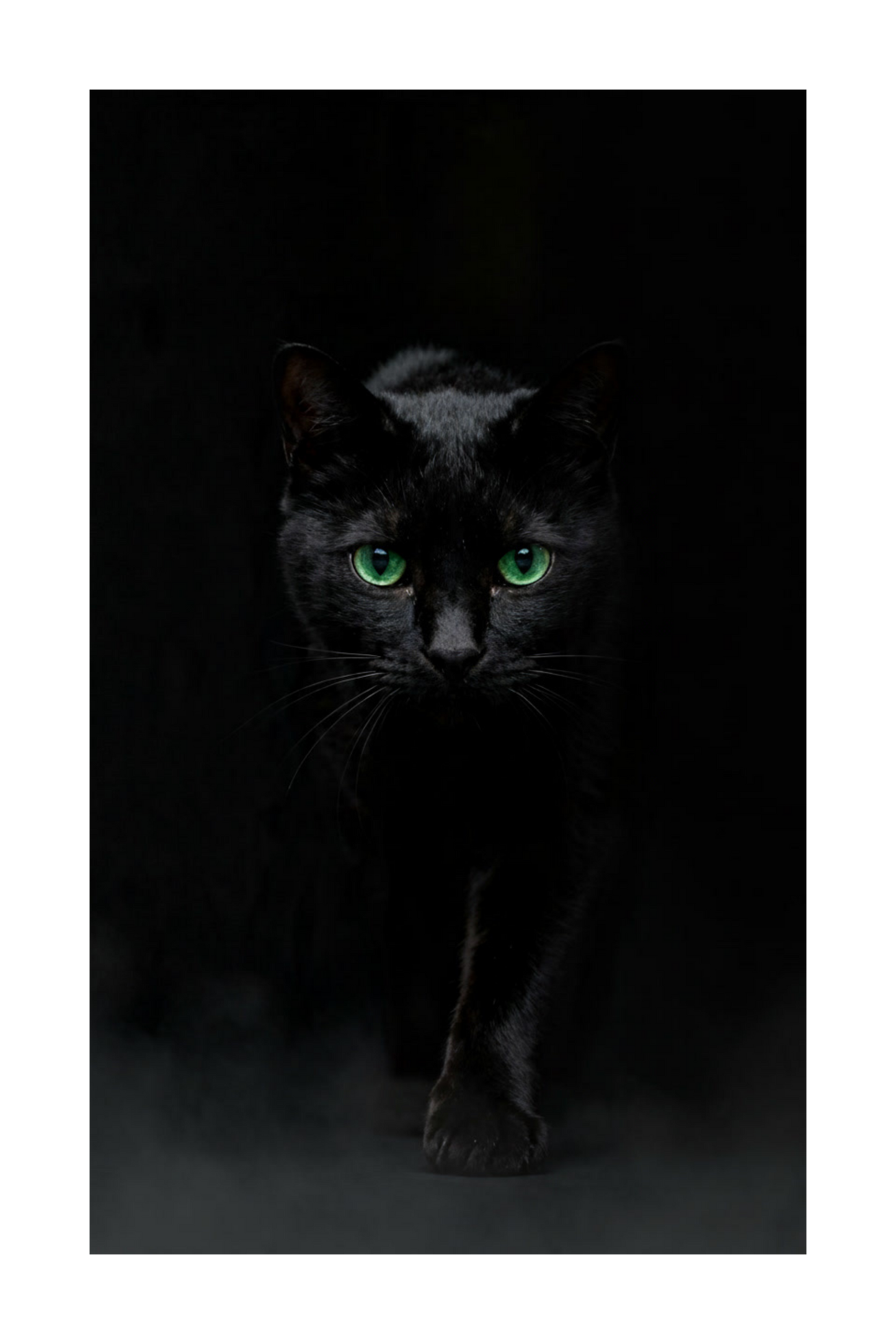 Freigestellte schwarze Katze für Leinwand mit Fokus auf Augen, Fellstruktur und sanftem Nebel