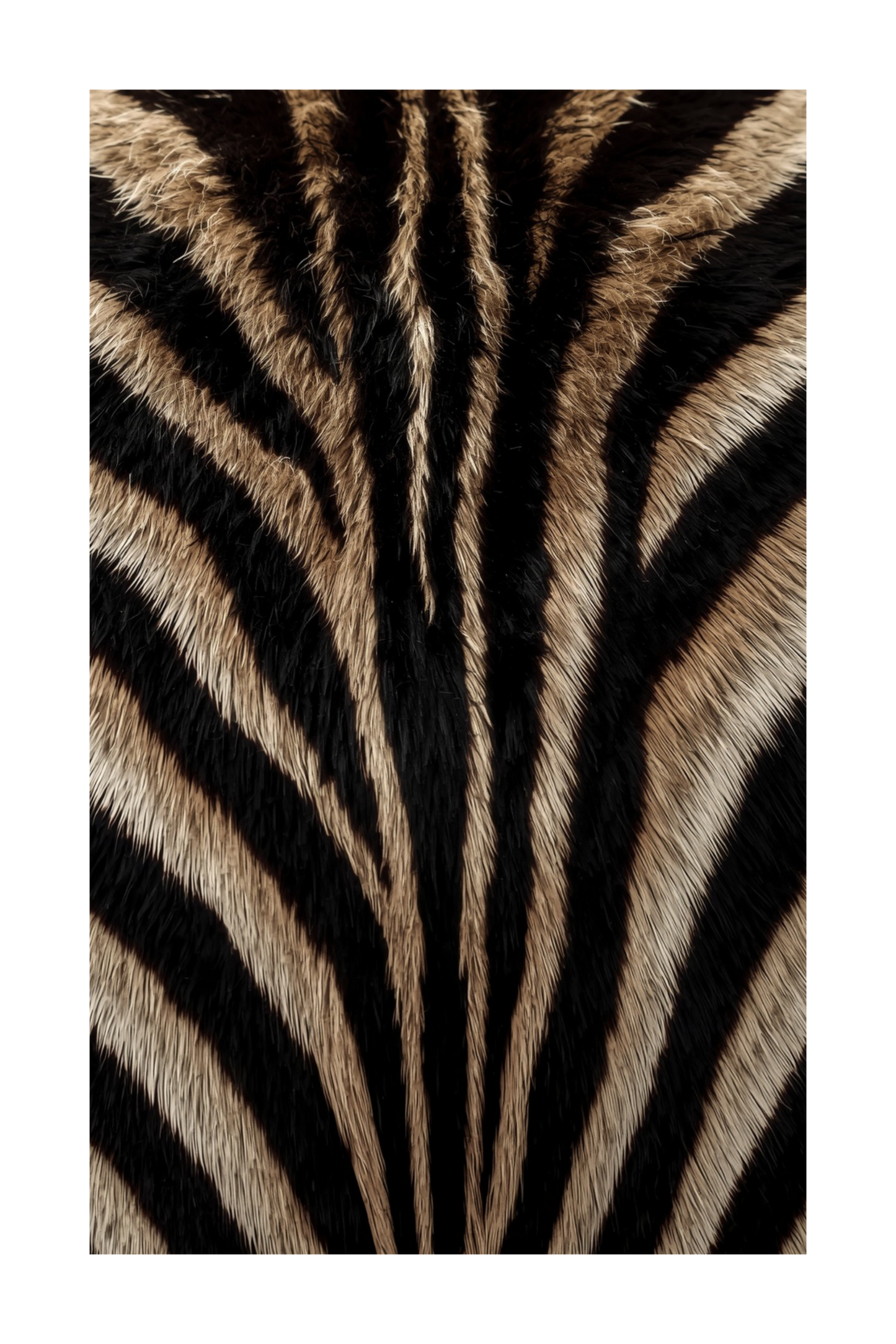 Freigestelltes Zebrafell mit realistischer Fellstruktur ohne Hintergrund