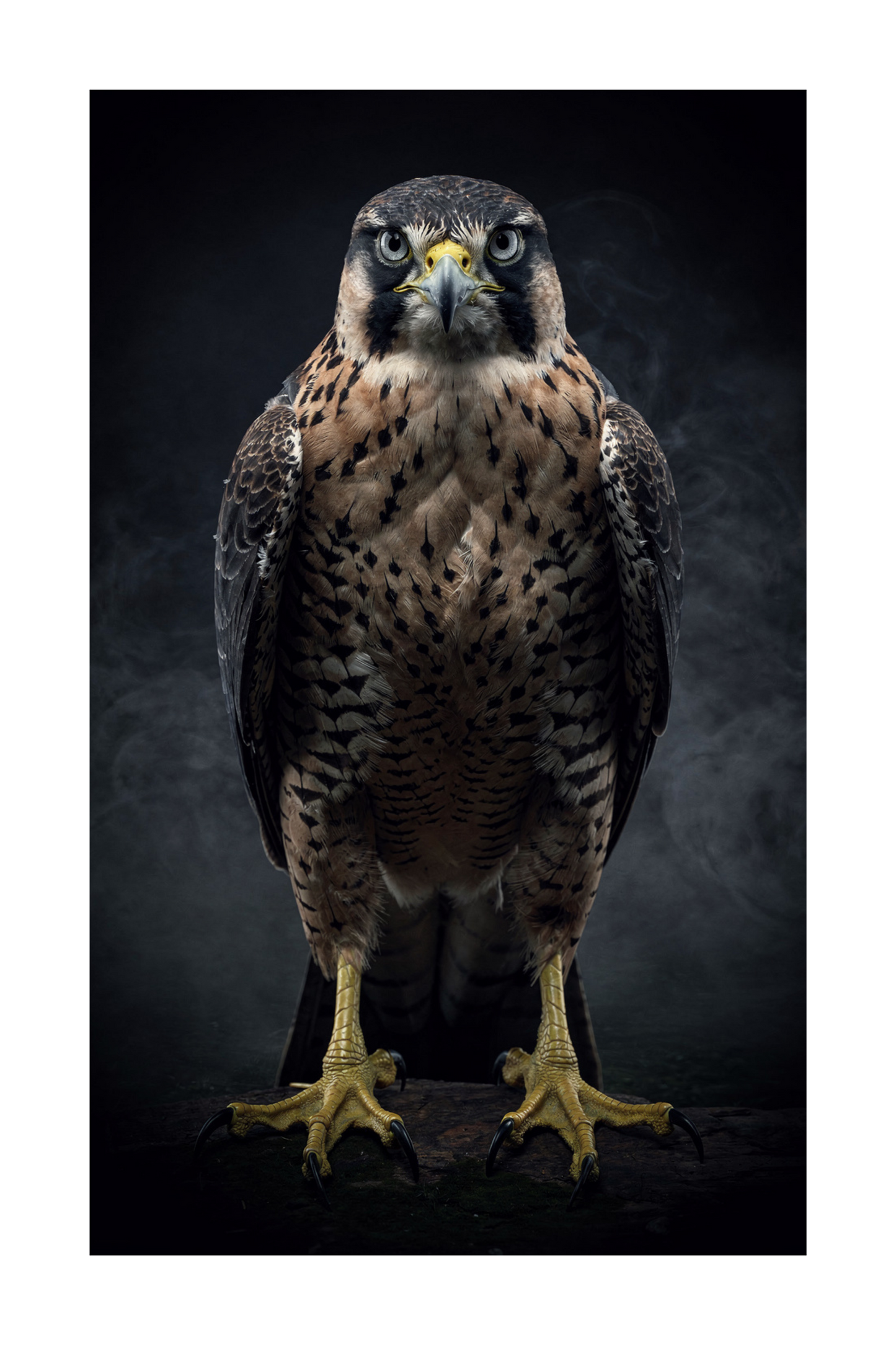 Freigestellte Darstellung eines Falken im Nebel - Wandkunst Leinwand im Format 32x48 Zoll