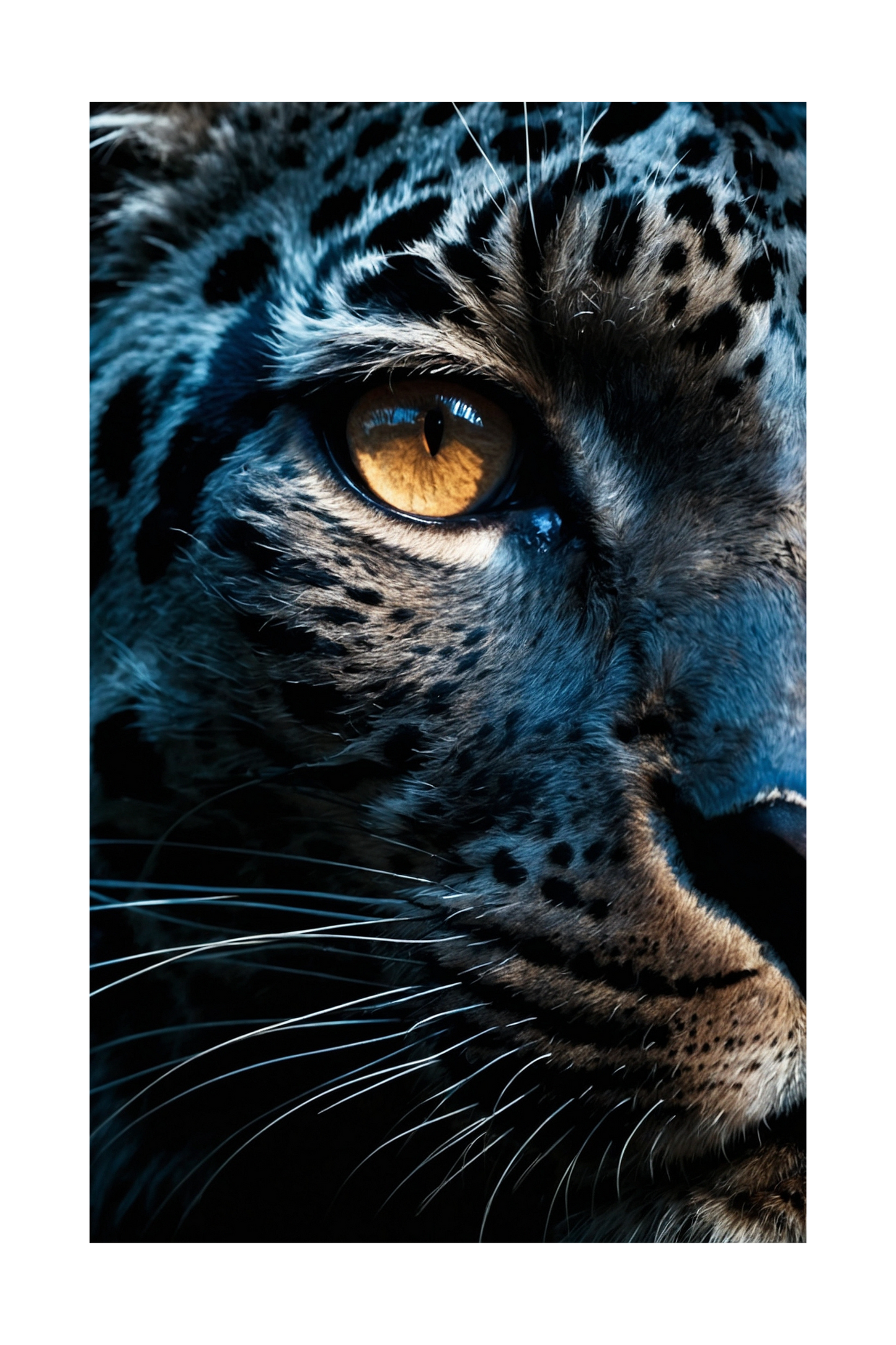 Freigestelltes Jaguar Close-Up Leinwandbild mit intensivem Blick zur Darstellung ohne Hintergrund