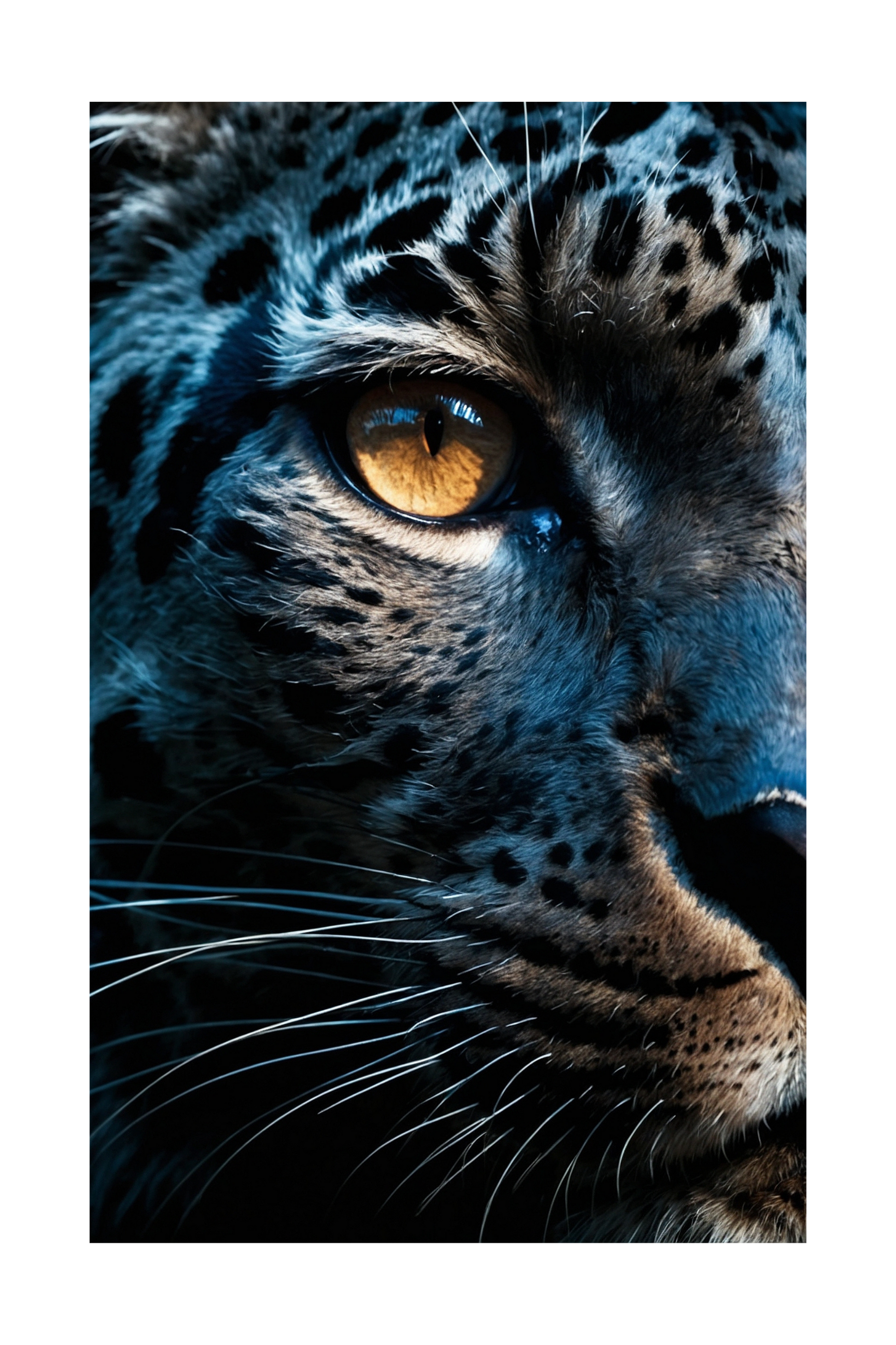 Freigestelltes Jaguar Close-Up Leinwandbild mit intensivem Blick zur Darstellung ohne Hintergrund