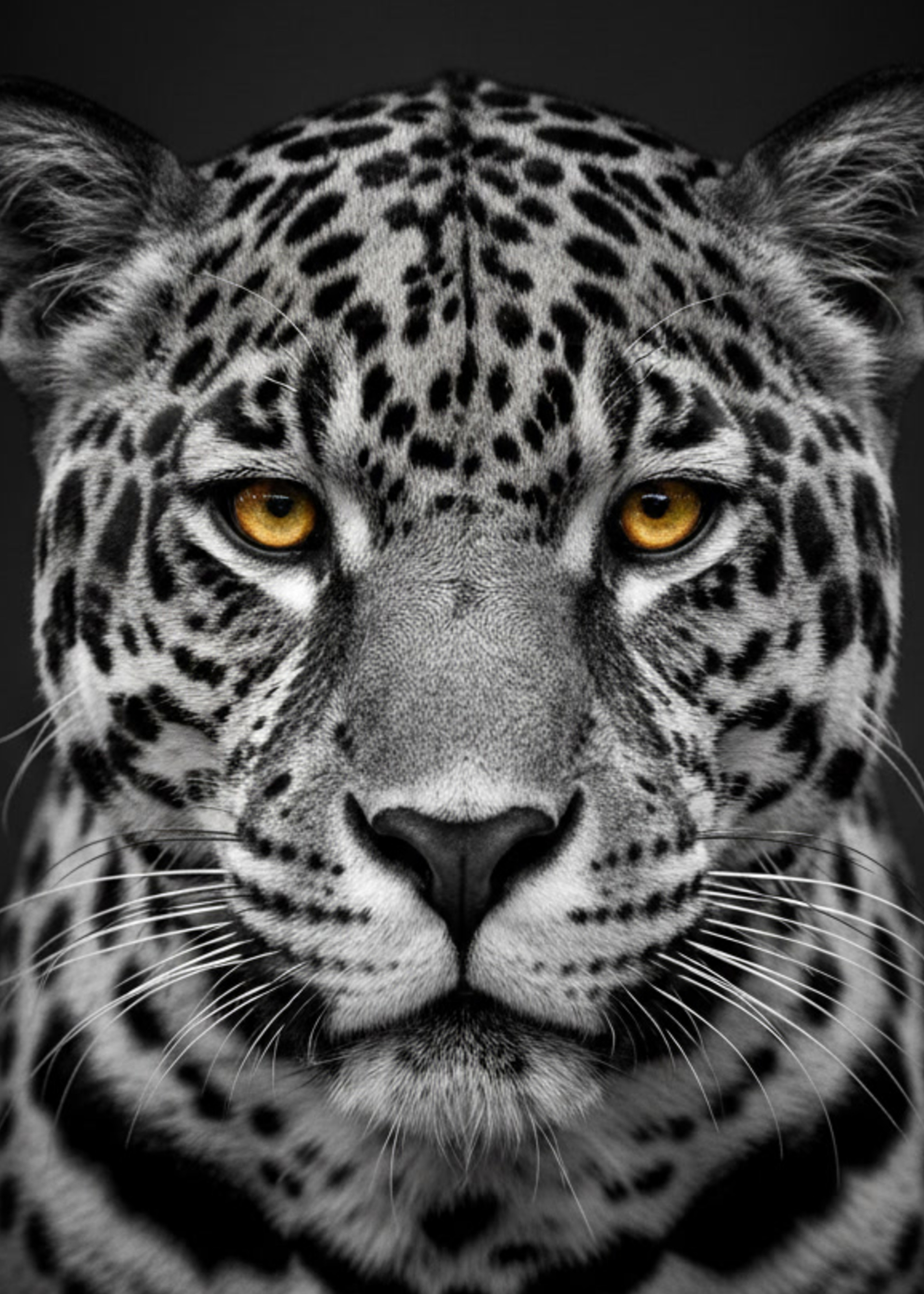 Jaguar Close-up mit detaillierter Fellstruktur und kontrastreichem Schwarz-Weiß-Muster
