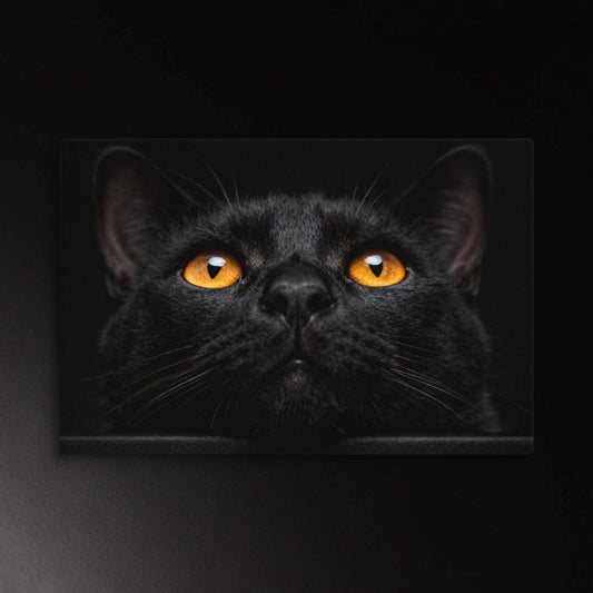 Schwarze Katze Leinwand mit Bernsteinaugen. Klare Bildwirkung und starke visuelle Präsenz vor schwarzem Hintergrund
