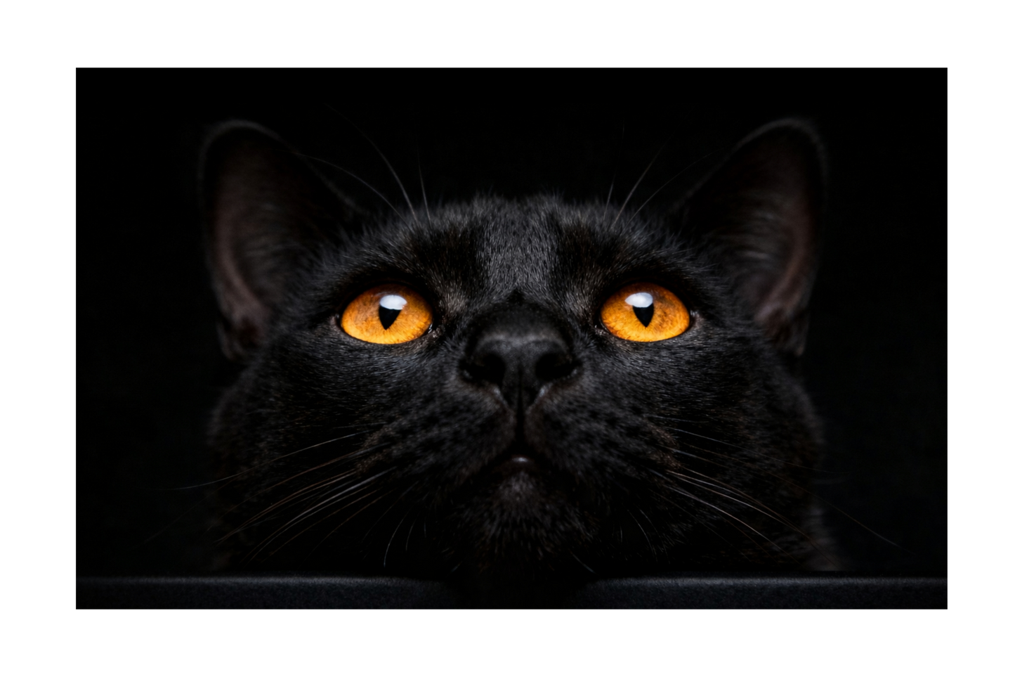 Freigestellte schwarze Katze mit bernsteinfarbenen Augen, Nahaufnahme für Wandkunst auf Leinwand, klarer Fokus auf Blick und Struktur