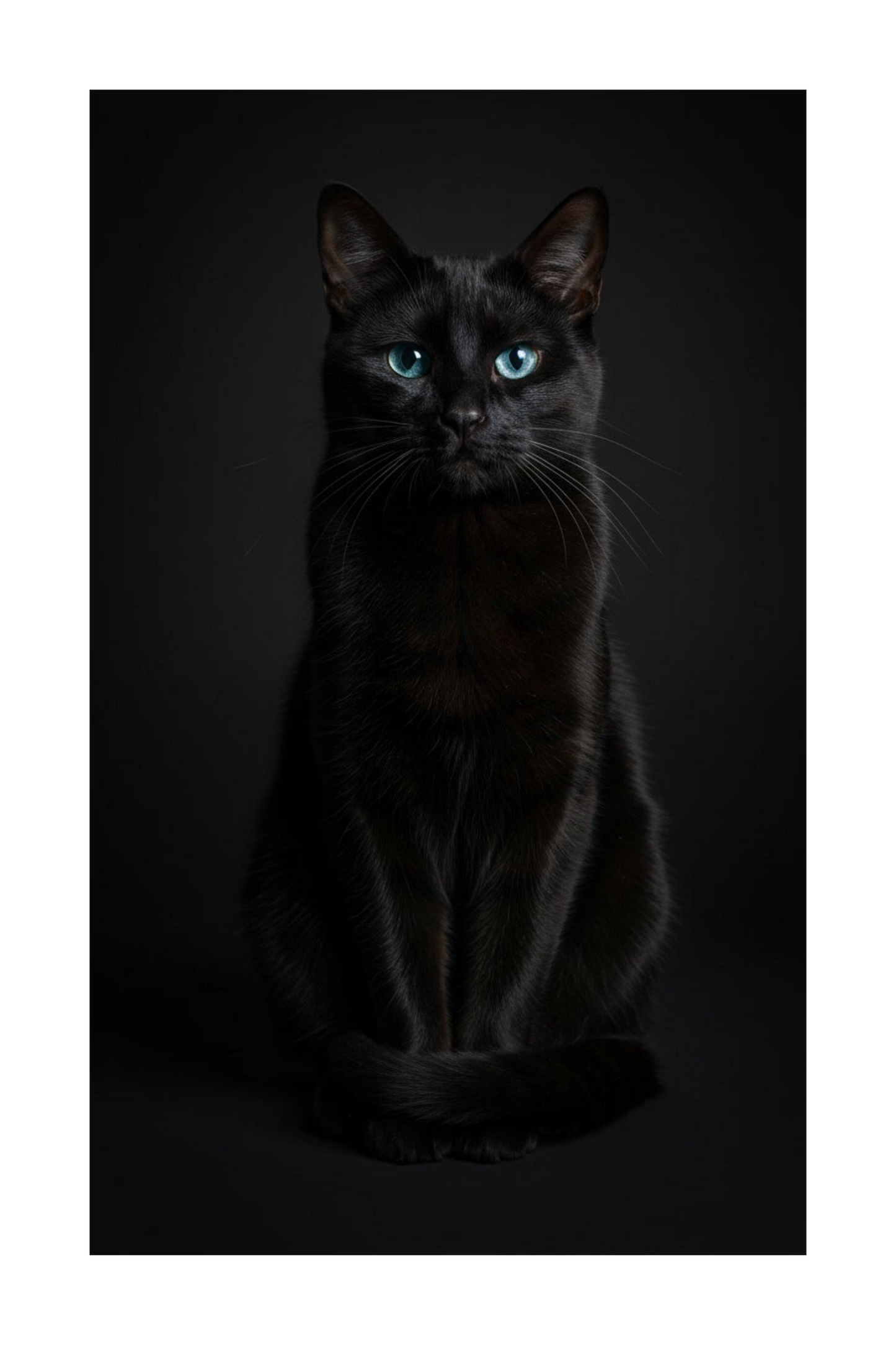 Schwarze Katze Poster 70x100 cm freigestelltes Motiv mit klarer Form und intensiv leuchtenden blauen Augen ohne Hintergrund