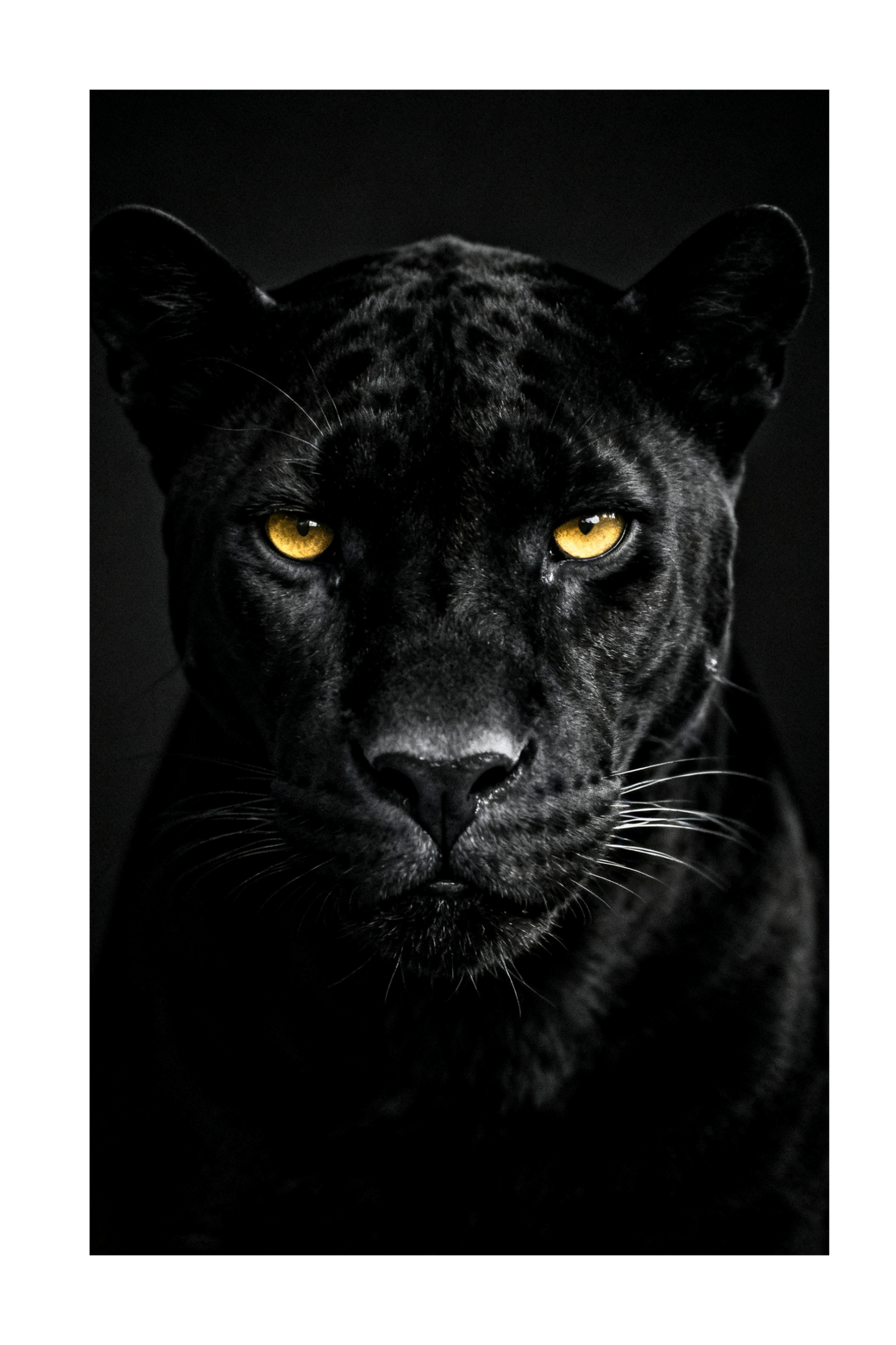 Freigestellter schwarzer Panther mit goldenen Augen für moderne Wandkunst und vielseitige Gestaltung